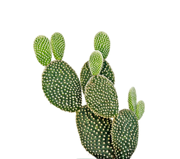 And a cactus branch