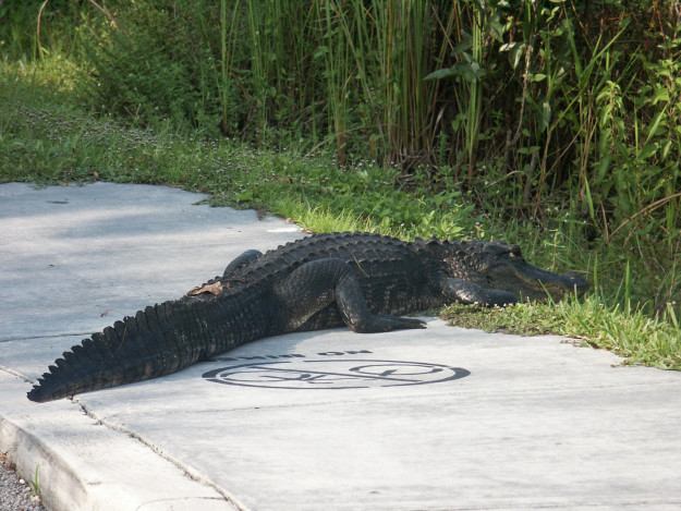 You have casually seen an alligator or crocodile out and about.