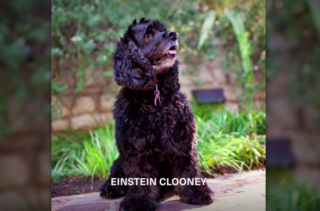 Even cuter than that is the fact that George used to write Amal emails from the perspective of his dog, Einstein.
