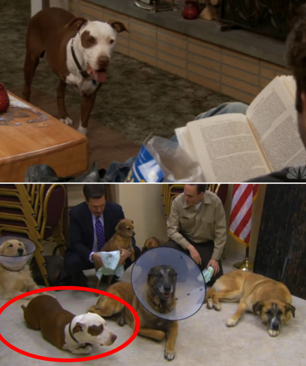 Champion from Parks and Rec makes an appearance in an episode of The Office.